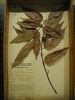 historical herbarium sample